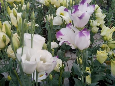 Lizijantusi zagorskog OPG-a Gotić osvajaju Hrvatsku