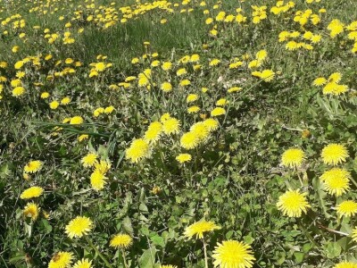 Ljekoviti med od maslačka Ljekoviti med od maslačka