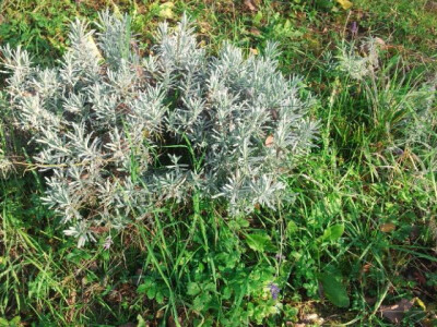 ljekovito bilje ljekovito bilje