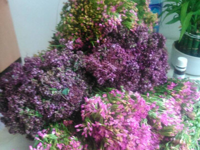 Lijek iz prirode - za svaki organ biljka postoji! Lijek iz prirode - za svaki organ biljka postoji!