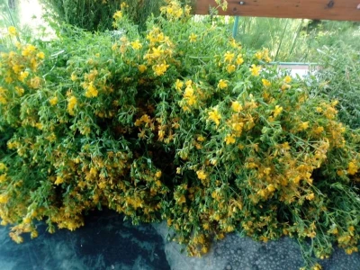 Ljekovito bilje za zdrav život