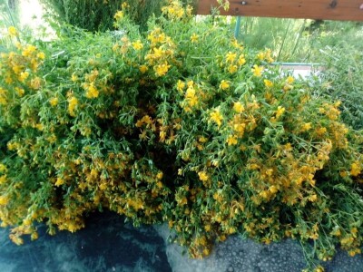 Ljekovito bilje za zdrav život Ljekovito bilje za zdrav život