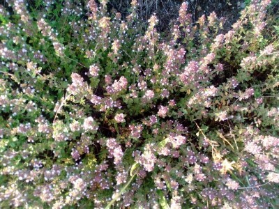 Ljekovito bilje za zdrav život Ljekovito bilje za zdrav život