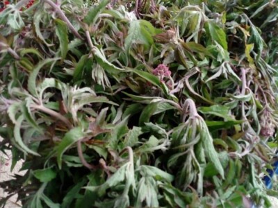 Ljekovito bilje za zdrav život Ljekovito bilje za zdrav život