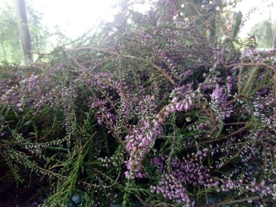 Ljekovito bilje za zdrav život Ljekovito bilje za zdrav život