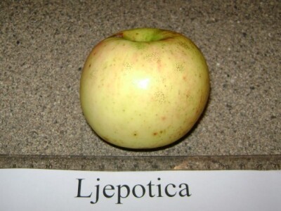 Ljepotica