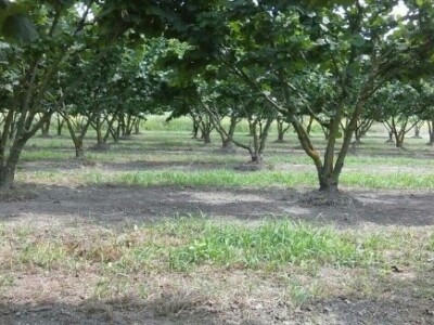 Plantaža lješnjaka prostire se na 2,5 hektara