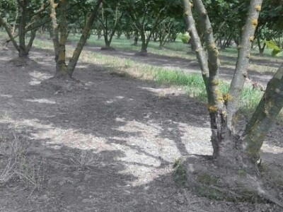 Toterovi bi voljeli proširiti voćnjak za još toliku površinu