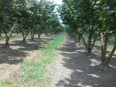 Na OPG-u posla ima cijele godine