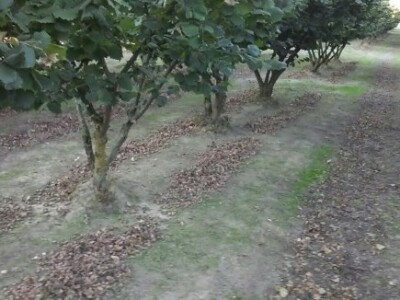 Prije negoli su se odlučili za uzgoj lješnjaka, nosili su zemlju na analizu