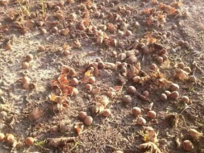 Ovogodišnji urod lješnjaka popeo se na oko tri tone po hektaru