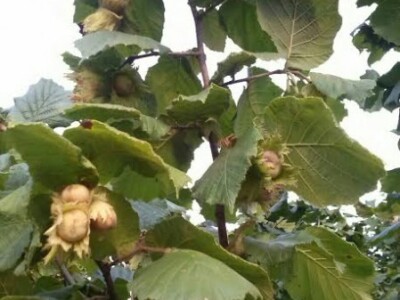 Ove godine lješnjak je dobro rodio