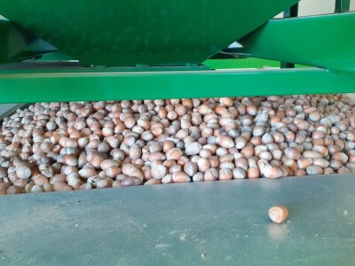 Lješnjaci - Mario Bekčec