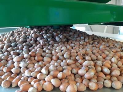 Lješnjaci - Mario Bekčec