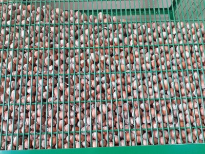 Lješnjaci - Mario Bekčec