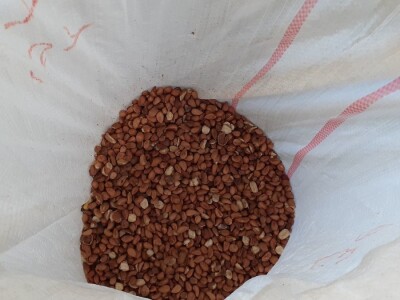 Lješnjaci - Mario Bekčec