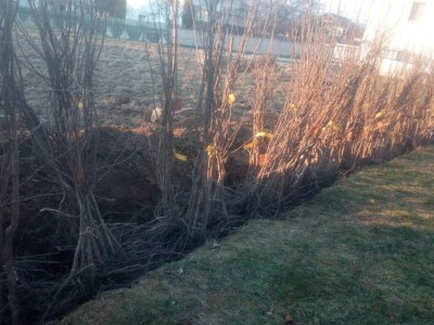 Lješnjak i orašasti plodovi su kulture nove generacije