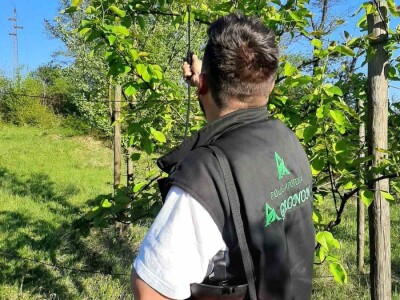 Lješnjak i orašasti plodovi su kulture nove generacije