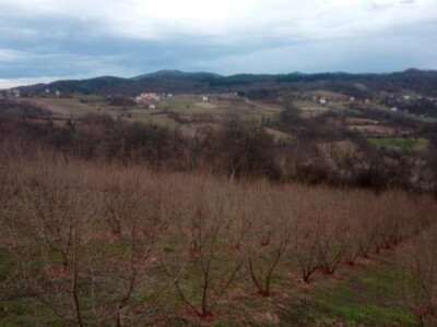 Lješnjak i orašasti plodovi su kulture nove generacije