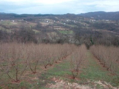 Lješnjak i orašasti plodovi su kulture nove generacije