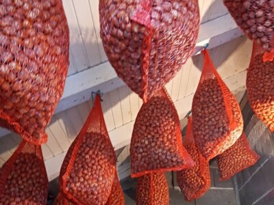 Lješnjak i orašasti plodovi su kulture nove generacije