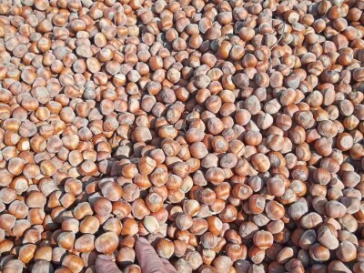 Lješnjak i orašasti plodovi su kulture nove generacije