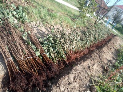 Lješnjak i orašasti plodovi su kulture nove generacije