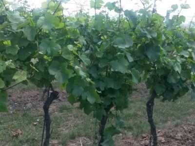 Ljetni mjeseci vinogradima donose zelene radove Ljetni mjeseci vinogradima donose zelene radove
