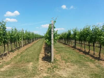 Ljetni mjeseci vinogradima donose zelene radove Ljetni mjeseci vinogradima donose zelene radove