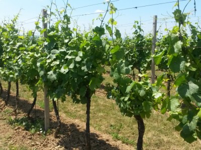 Ljetni mjeseci vinogradima donose zelene radove Ljetni mjeseci vinogradima donose zelene radove