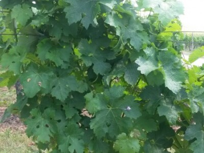 Ljetni mjeseci vinogradima donose zelene radove Ljetni mjeseci vinogradima donose zelene radove