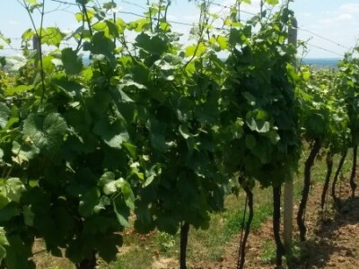 Ljetni mjeseci vinogradima donose zelene radove Ljetni mjeseci vinogradima donose zelene radove