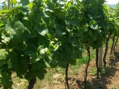Ljetni mjeseci vinogradima donose zelene radove Ljetni mjeseci vinogradima donose zelene radove