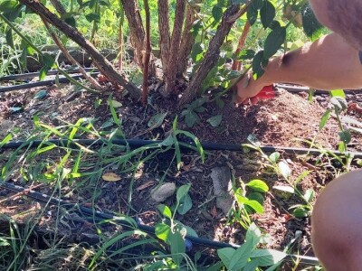 Ljetnja rezidba  borovnica