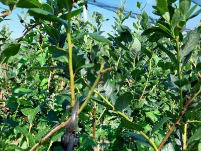 Ljetnja rezidba  borovnica