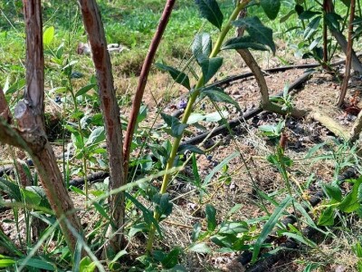 Ljetnja rezidba  borovnica