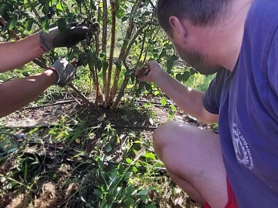 Ljetnja rezidba  borovnica