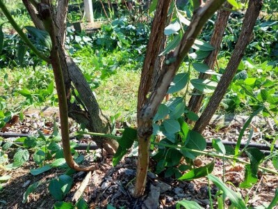 Ljetnja rezidba  borovnica