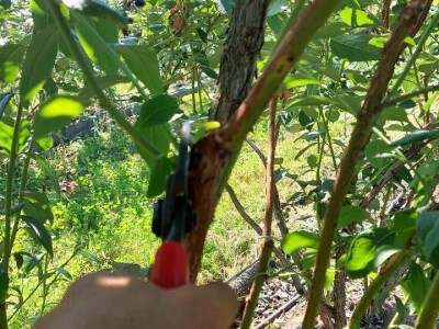 Ljetnja rezidba  borovnica