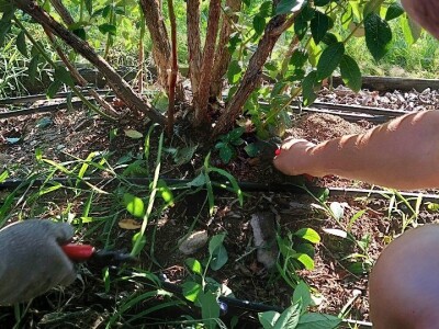 Ljetnja rezidba  borovnica