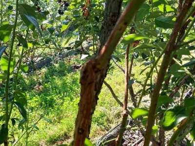 Ljetnja rezidba  borovnica