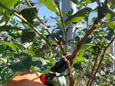 Ljetnja rezidba  borovnica