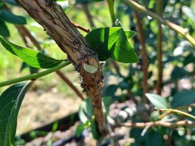 Ljetnja rezidba  borovnica