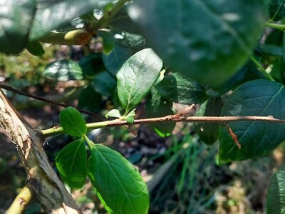 Ljetnja rezidba  borovnica