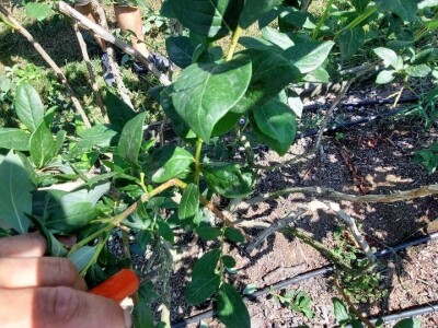 Ljetnja rezidba  borovnica