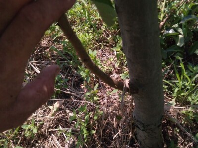 Ljetnja rezidba krušaka Ljetnja rezidba krušaka