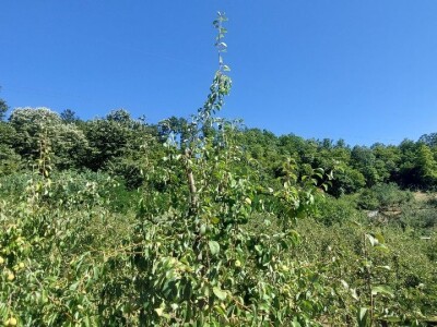 Ljetnja rezidba krušaka