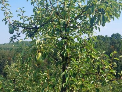 Ljetnja rezidba krušaka