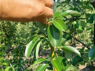 Ljetnja rezidba krušaka