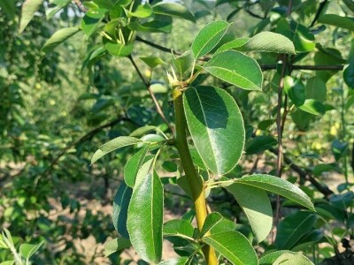 Ljetnja rezidba krušaka